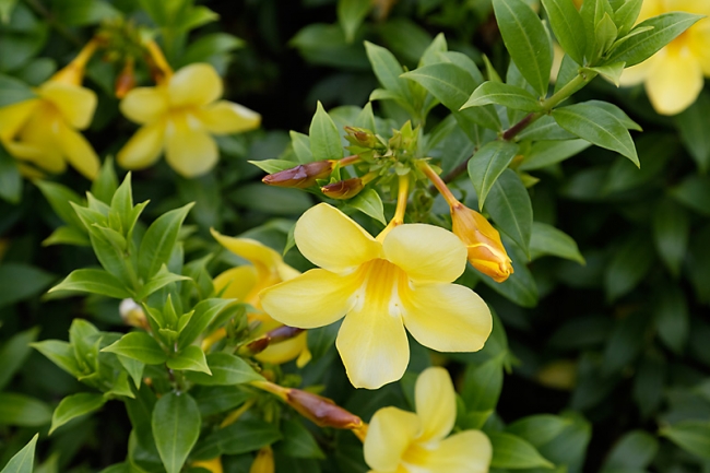 Suan Luang-JUN14-064